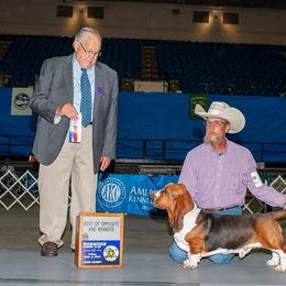 Basset Hound and Pembroke Welsh Corgi All Grown Up from 4 Sail Quarter Horses and Corgis