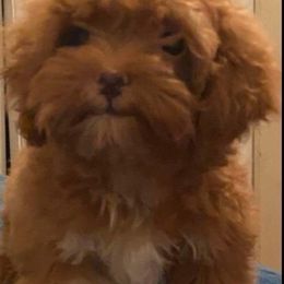 Cockapoo Puppies from Central Cali Cockapoos