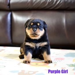 Purple Girl - Black and rust female Rottweiler puppy in Vallejo, California from TrenchtownRotties