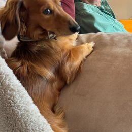 Max - Dachshund