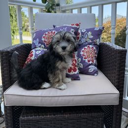 Mr. spunky - Black and tan brindle male Havanese puppy in Plumsted, New Jersey from Roselynn Havanese