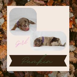Pumpkin - Red merle female Australian Shepherd puppy in Cleburne, Texas from Hudson Farm