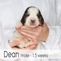 Dean - Black white and brown male Basset Hound puppy in Jefferson City, Missouri from Triple Hill Farm