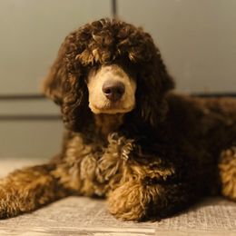 Bentley - Poodle