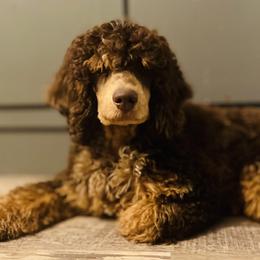 Bentley - Poodle