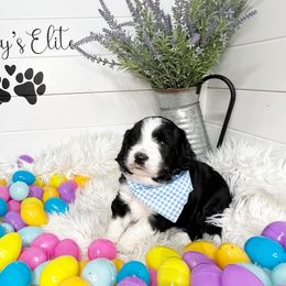 Jackson - Black and white Aussiedoodle puppy in Orland, California from Shockley’s Elite Doodles