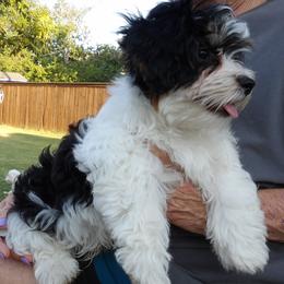 Cabellero El Cid of A Royal Havanese Court - Black and white male Havanese puppy in North Richland Hills, Texas from A Royal Havanese Court