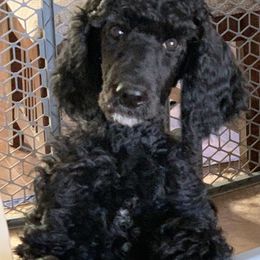 Poodle Puppies from Blue Moon Puppies