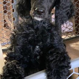 Poodle Puppies from Blue Moon Puppies