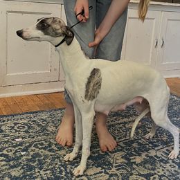 Bindi - Whippet