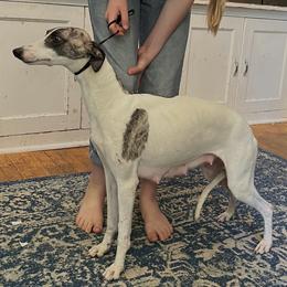 Bindi - Whippet