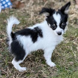 Chase CKC - Black and white male Chihuahua puppy in Amity, Pennsylvania from Rhoda and Verna