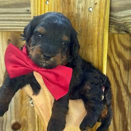Timber - Tri-color male Bernedoodle puppy in Macon County, North Carolina from Mountain Doodles