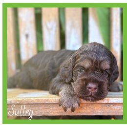 Sulley - Brown and tan male Cocker Spaniel puppy in Clinton, Oklahoma from Enchanted Spaniels