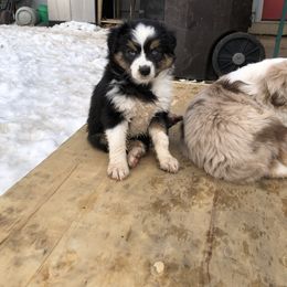 Miniature Australian Shepherd Puppies from Boulder Mini Aussies