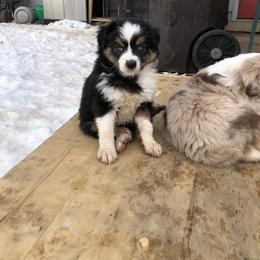 Miniature Australian Shepherd Puppies from Boulder Mini Aussies