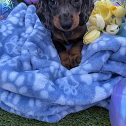 Boy 2 - Dapple male Dachshund puppy in Wittmann, Arizona from Purebred Pawprints