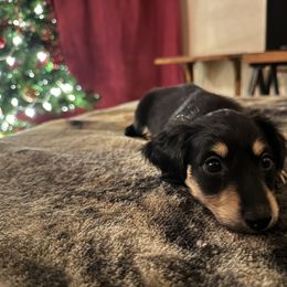 1st Born Black & Cream Male - Black and cream Dachshund puppy in Rochester, Washington from Curtiss Dachshunds