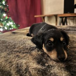 1st Born Black & Cream Male - Black and cream Dachshund puppy in Rochester, Washington from Curtiss Dachshunds