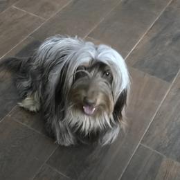Cocoa - Dachshund