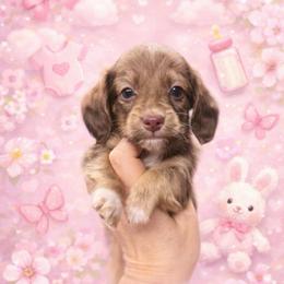 Truffles - Chocolate and tan female Dachshund puppy in Fredericksburg, Indiana from Blue River Mini Dachshunds
