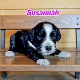 Susannah - female Golden Mountain Doodle puppy in Banner Elk, North Carolina from Walnut Tree Bernedoodles