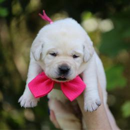 Primrose - Yellow female Labrador Retriever puppy in Ocala, Florida from Moon river Labradors