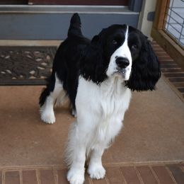 English Springer Spaniels from Nancy's Springers