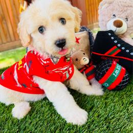 Boy 2 - Champagne male Maltipoo puppy in Sugar Land, Texas from Celebrity Maltipoos