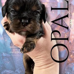 Opal - Black and tan female Cavalier King Charles Spaniel puppy in Ammon, Idaho from Ammon Acres Cavaliers