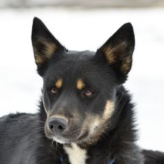Otso - Lapponian Herder