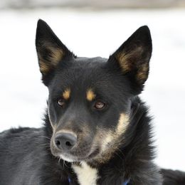 Otso - Lapponian Herder
