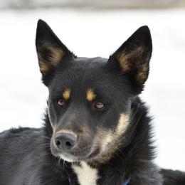 Otso - Lapponian Herder
