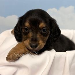 Red - Black and cream male Dachshund puppy in Jonesboro, Illinois from Twin Hills Dachshunds