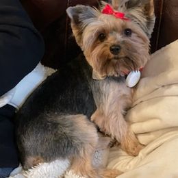 Yorkshire Terriers from Tonya's Yorkshire Terriers