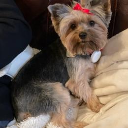 Yorkshire Terriers from Tonya's Yorkshire Terriers