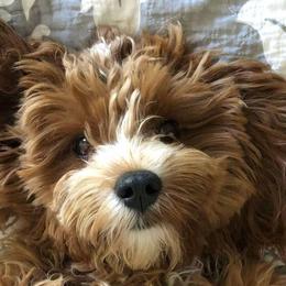 Cavapoos, Cockapoos, and Goldendoodles from Doodles In Paradise