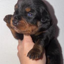 Lark - Black tri female Miniature Australian Shepherd puppy in Melbourne, Florida from True Spirited Aussies