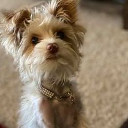 Lady - Yorkshire Terrier