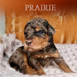 Prairie - Merle female Bernedoodle puppy in Bowling Green, Ohio from Windy Creek Doodles