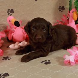 Aphrodite - Red female Aussiedoodle puppy in Colonial Beach, Virginia from Bristol Mine Kennels