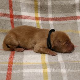 Wrangler - Dark golden male Golden Retriever puppy in New Weston, Ohio from Bertke AKC Golden Retrievers and Bernese Mountain Dogs