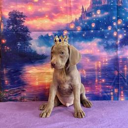 Gus - Silver gray male Weimaraner puppy in Aitkin, Minnesota from Whispering’s GunDogs