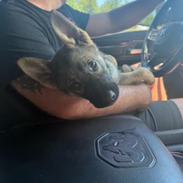 Quantica - Sable female German Shepherd puppy in Crossville, Tennessee from Raising the Bar German Shepherds