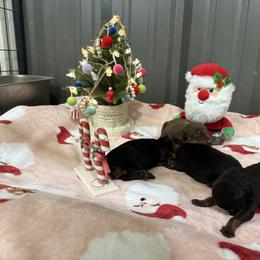 Boy 1 - Black and rust male Doberman Pinscher puppy in Elgin, Texas from New Horizons Kennels