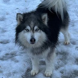 Runamok Lobo - Pomsky