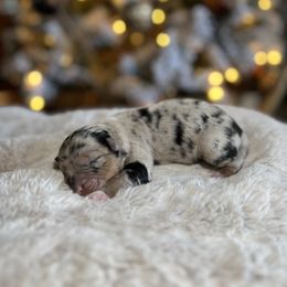 Miniature Australian Shepherd Puppies from Quartz Creek Aussies