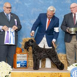 Kerry Blue Terrier puppies from Keribou Kerry Blue Terriers