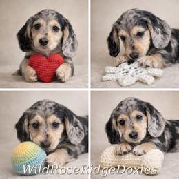 E.J. - Dapple male Dachshund puppy in Alexander, North Dakota from Wild Rose Ridge Doxies