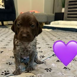 Sierra-Purple Collar - Liver and white female German Shorthaired Pointer puppy in Conroe, Texas from Tipsy Rabbit GSP TopDog Kennel